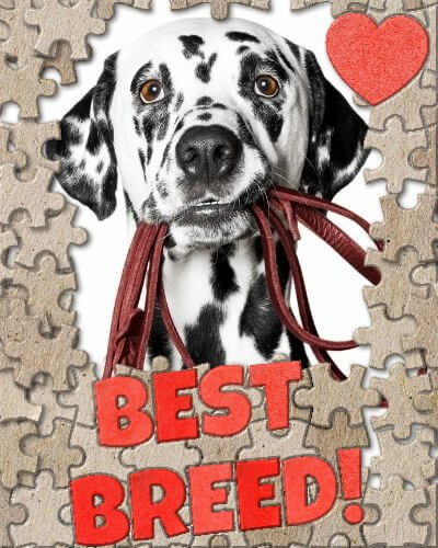 Rate the Dalmatian Dog Breed