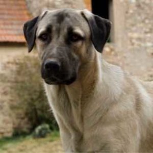 Anatolian Shepherd Dog Breed Quiz