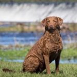 Chesapeake Bay Retriever Dog Breed Quiz