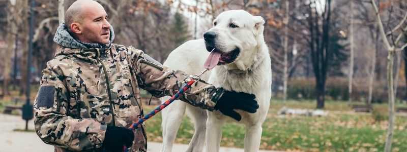 Central Asian Shepherd Dog Breed Quiz