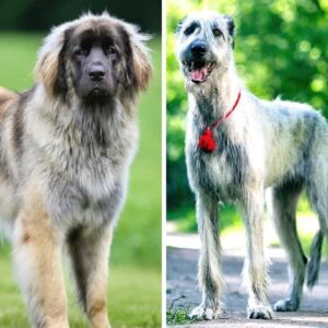 How Big is A Leonberger?