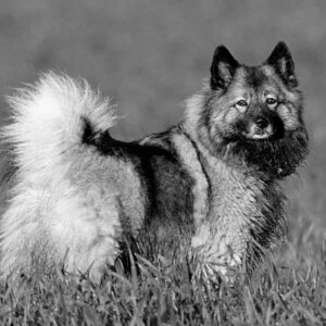 Identify A Keeshond-Black and White!