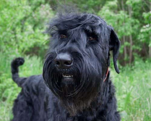 Can You Identify a Scottish Terrier?