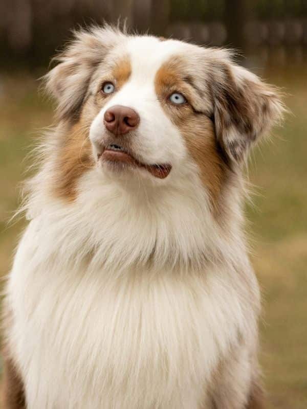 Australian Shepherd