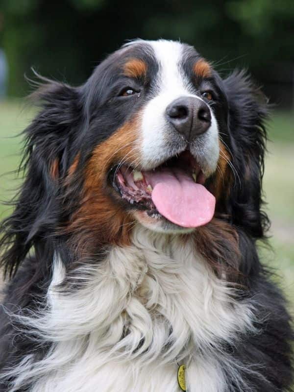 Bernese Mountain Dog