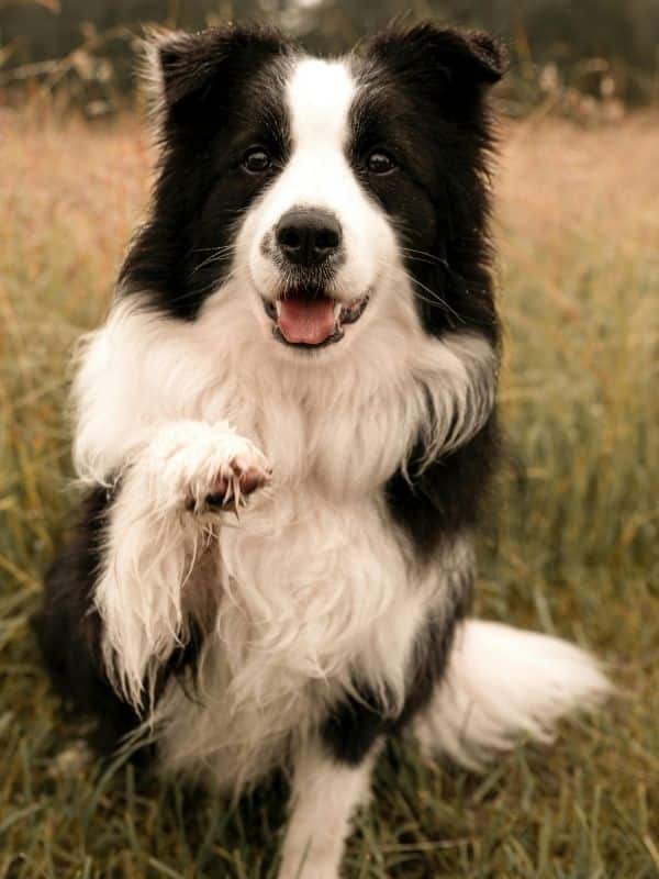 Border Collie