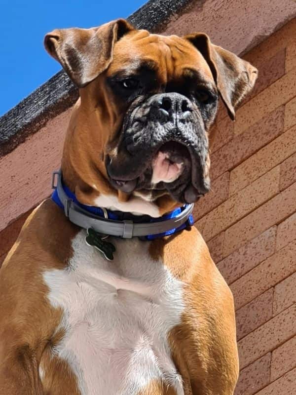 Boxer