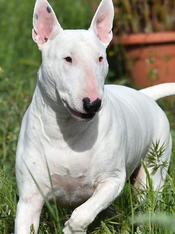 Bull Terrier