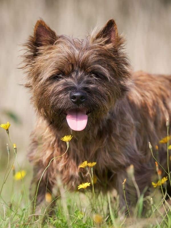 Cairn Terrier