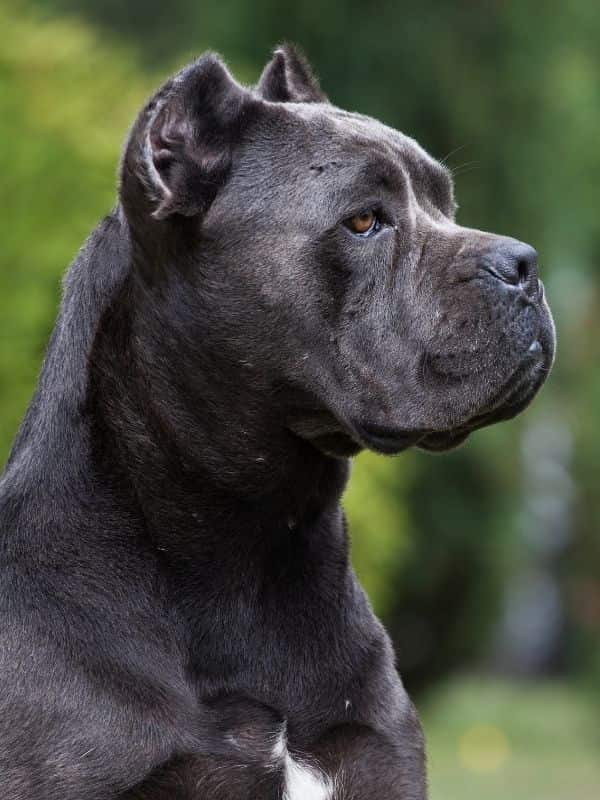 Cane Corso