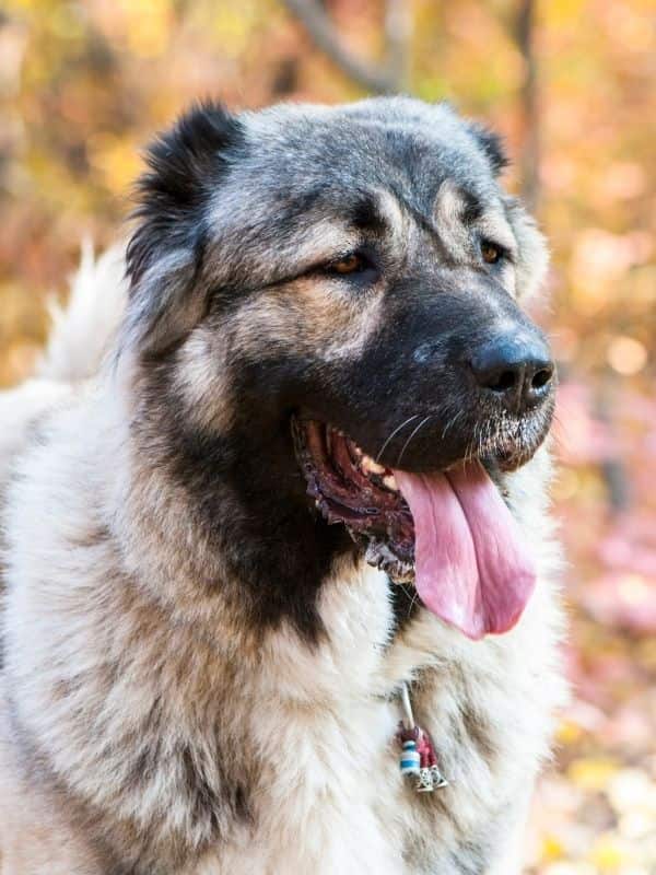 Caucasian Shepherd Dog