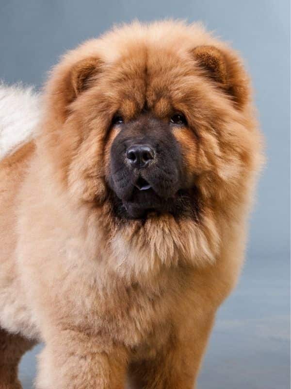 Chow Chow