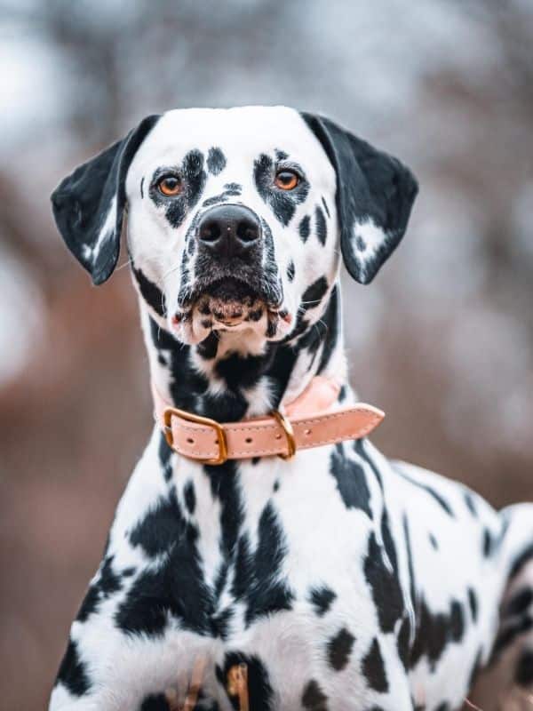 Dalmatian