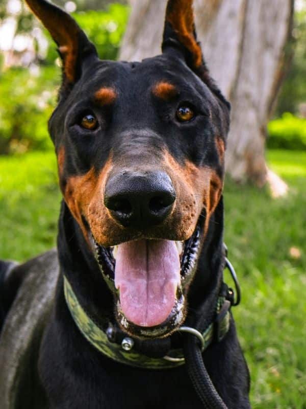 Doberman Pinscher