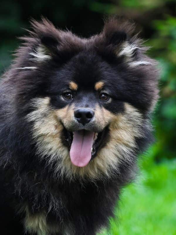 Finnish Lapphund
