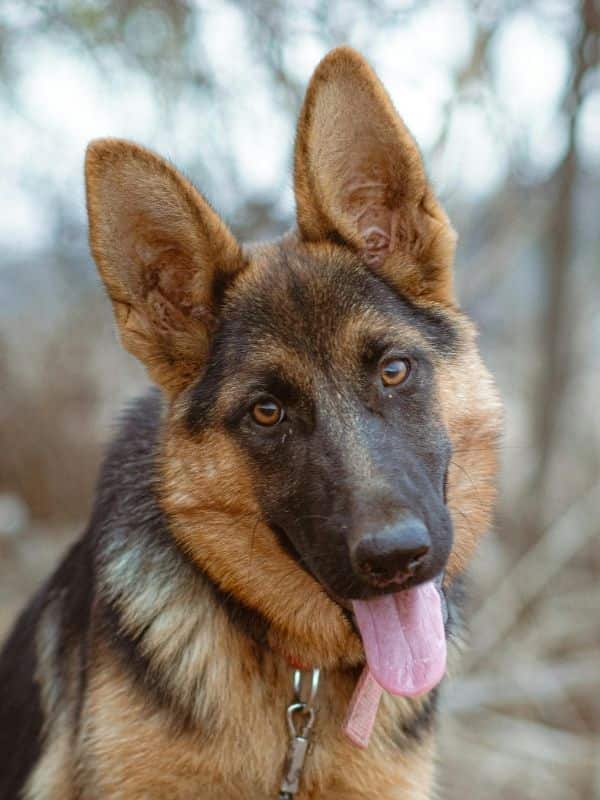 German Shepherd Dog