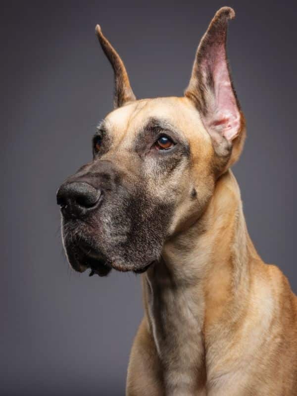 Great Dane
