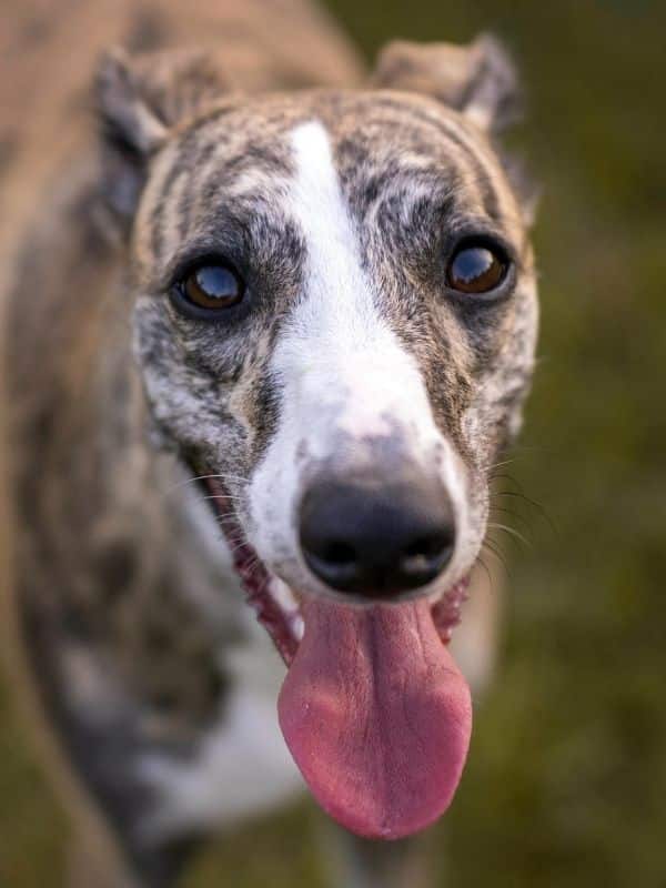 Greyhound