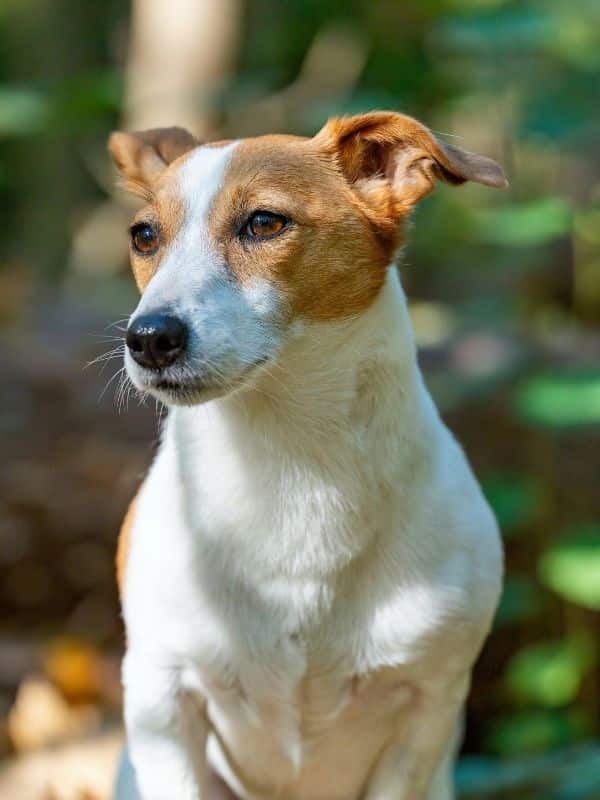 Jack Russell Terrier