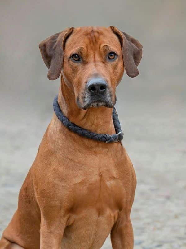 Rhodesian Ridgeback