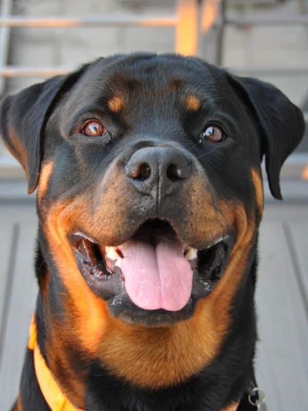 Rottweiler