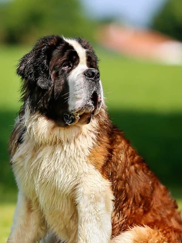 Saint Bernard