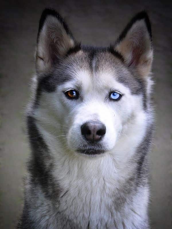 Siberian Husky