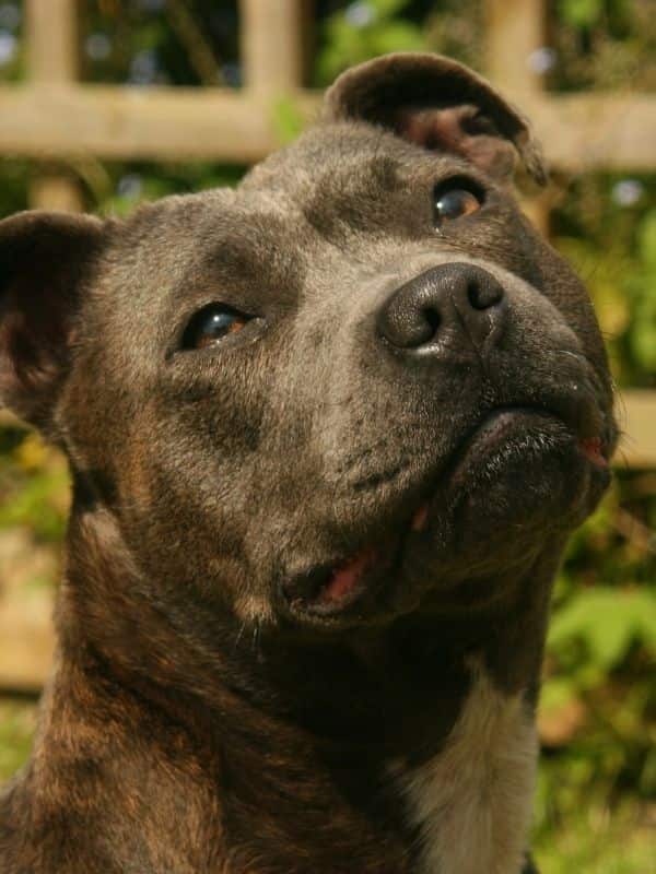 Staffordshire Bull Terrier