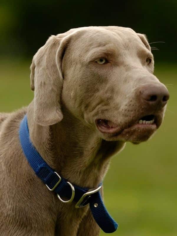 Weimaraner