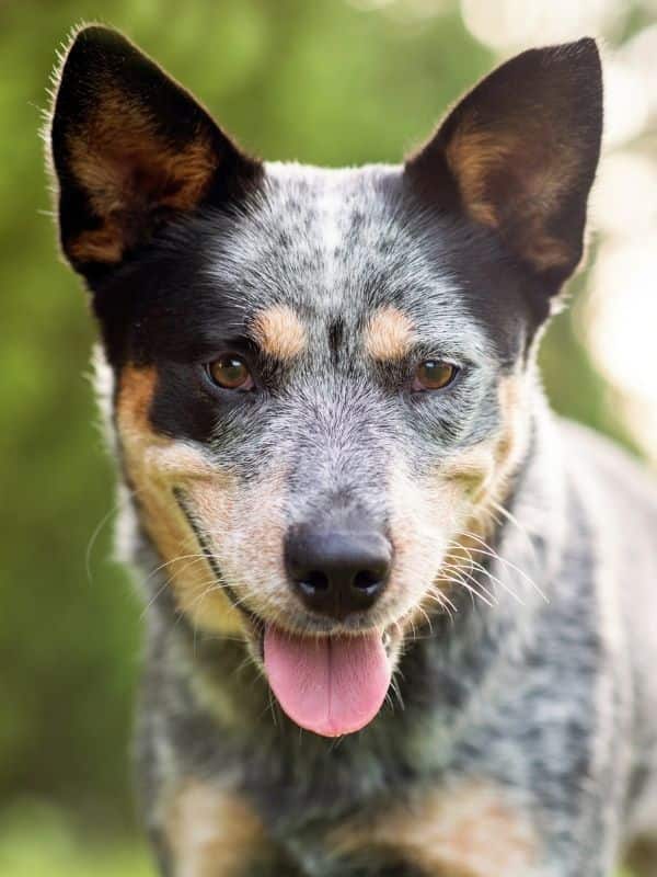 Australian Cattle Dog