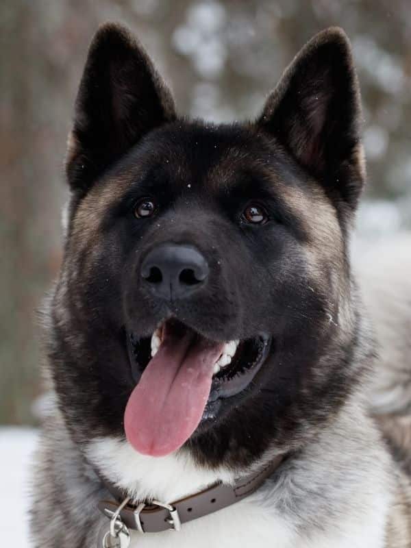 Akita