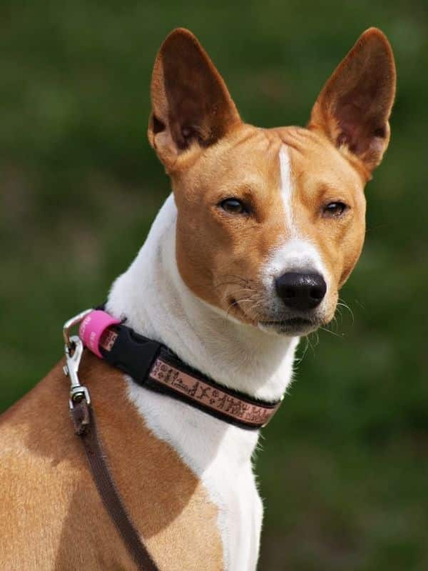 Basenji