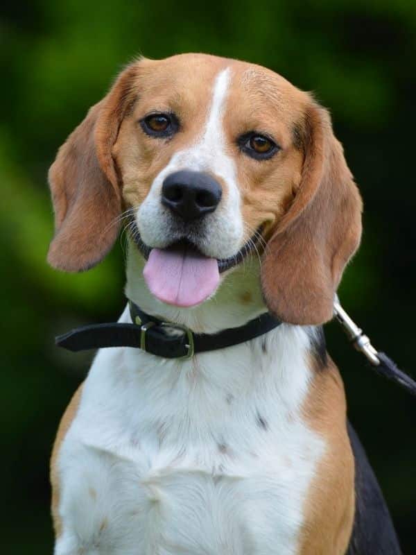Beagle