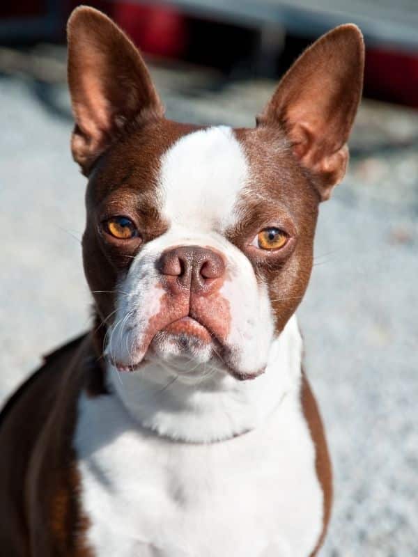 Boston Terrier