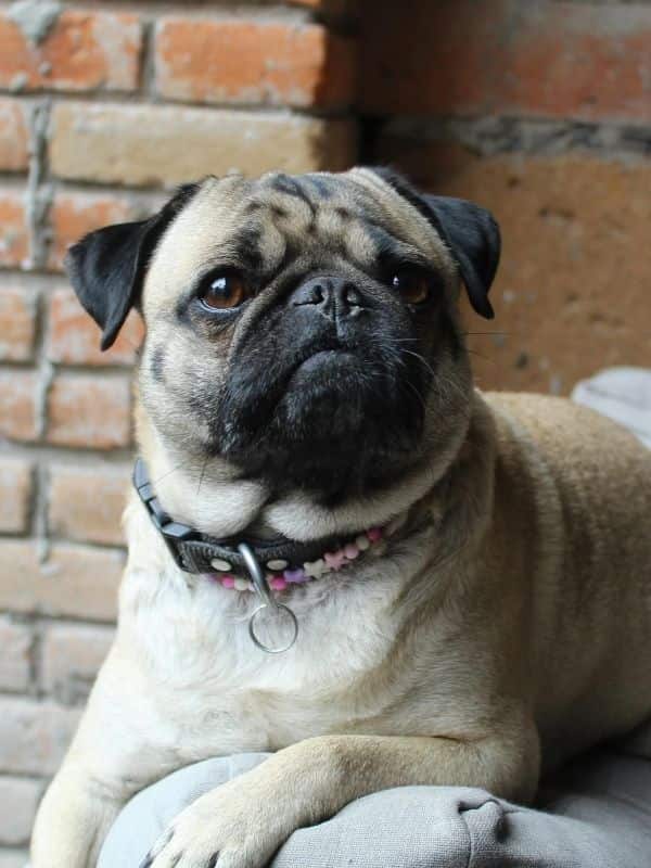 Pug